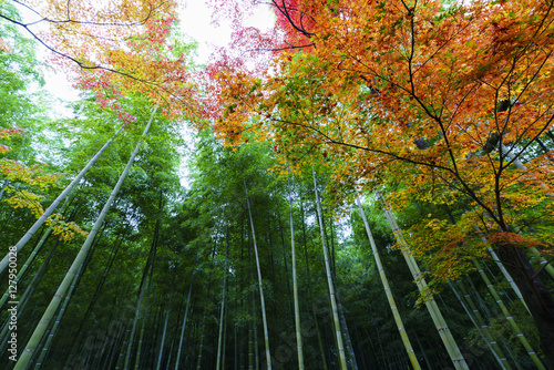 京都の紅葉と竹林