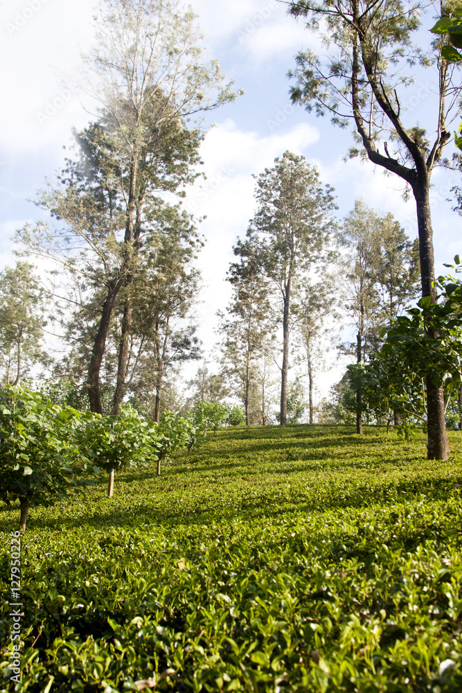 Landscape with green fields of tea in Sri Lanka
