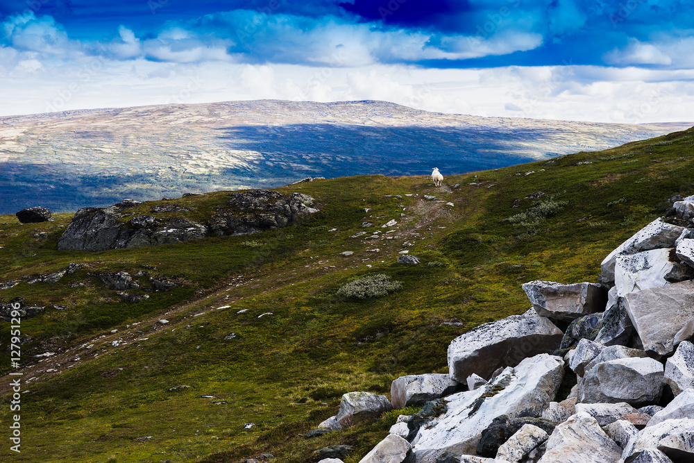 Norway mountain sheep landscape background