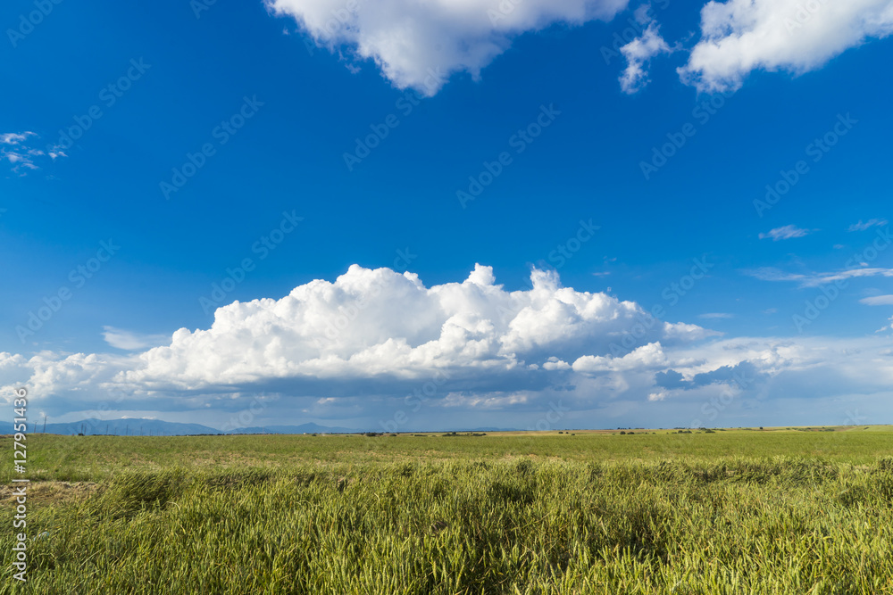 Campo de cereal