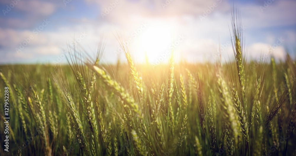 Green wheat farm