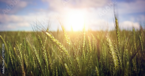 Green wheat farm