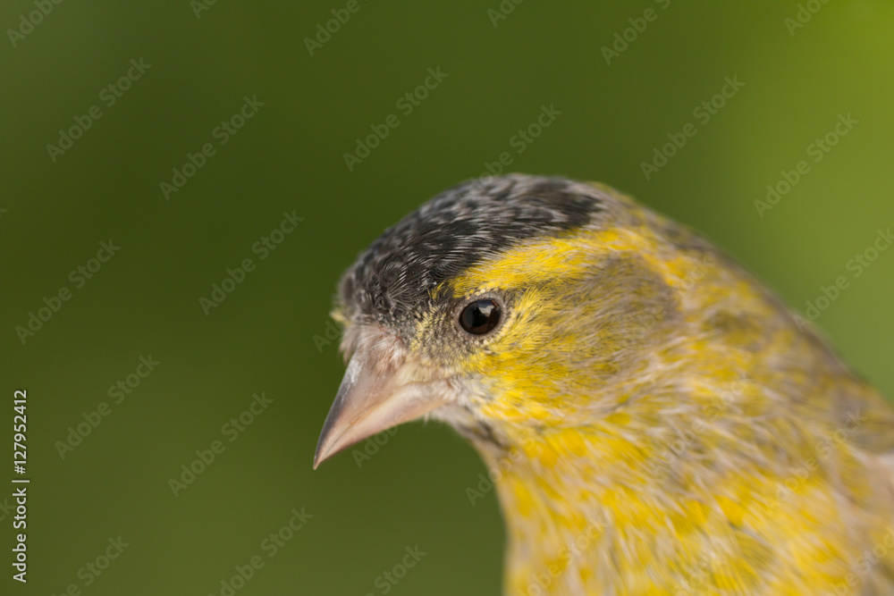 Fototapeta premium Beautiful yellow and grey canary