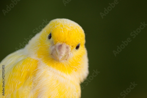 Beautiful yellow canary photo