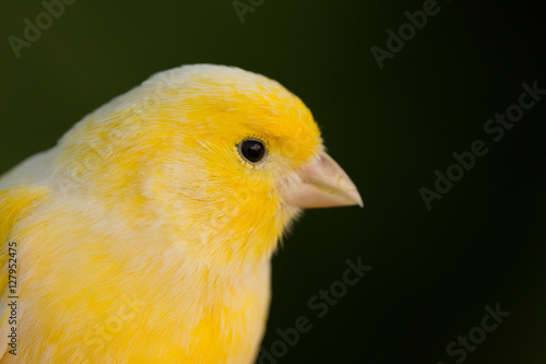 Beautiful yellow canary