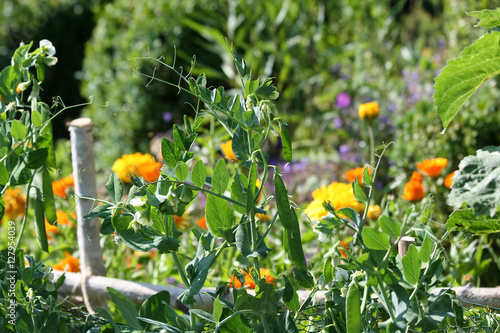 Erbsenpflanzen mit Ringelblumen