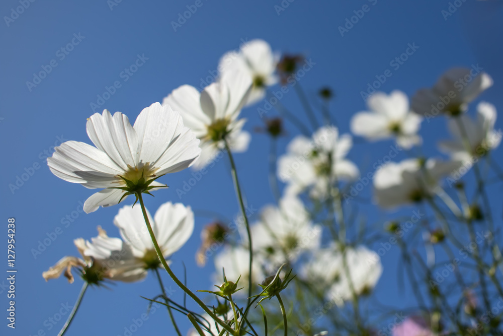 White Cosmos Standing Up Towerd Sky