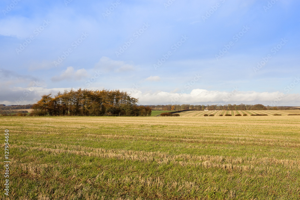 larch copse