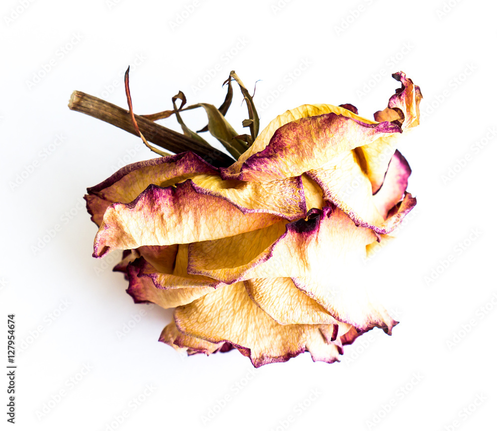 Fototapeta premium The dried rose.