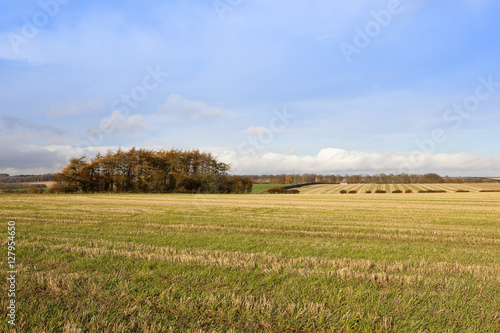 Obraz na płótnie larch copse w salonie