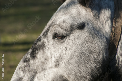 Head of gray mountain packhorse closeup on nature background