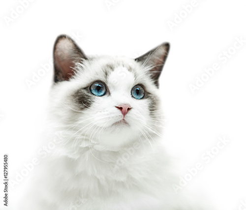 White kitten with blue eyes portrait