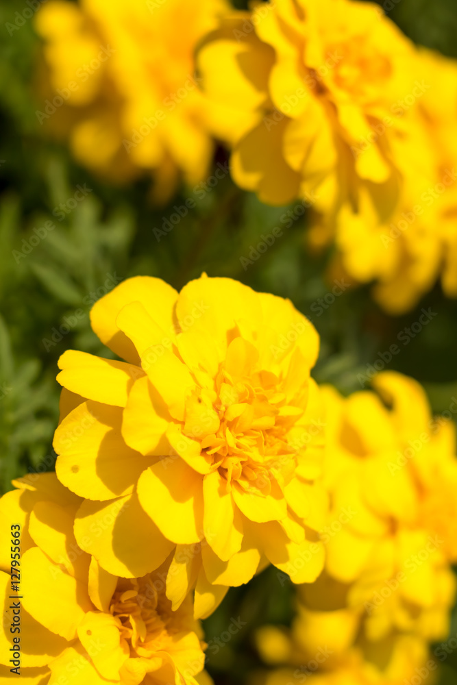 Fototapeta premium Fully Bloomed Colorful Marigold at Garden in October