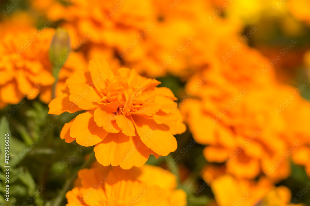 Fully Bloomed Colorful Marigold at Garden in October Fully Bloomed Colorful Marigold at Garden in October