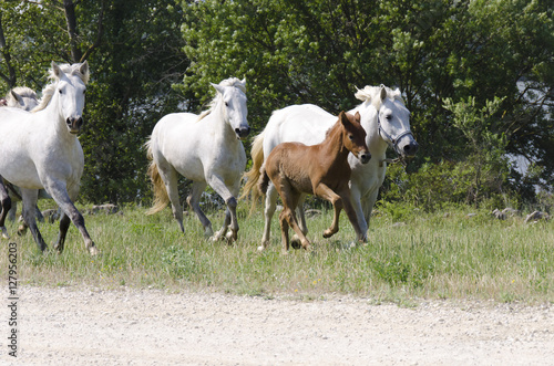horde de chevaux avec un poulain au galop © scorcom