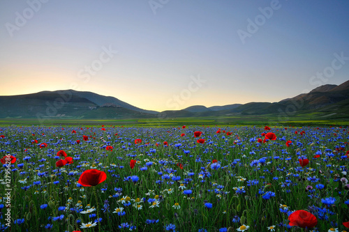 Obraz na płótnie Castelluccio di Norcia w salonie