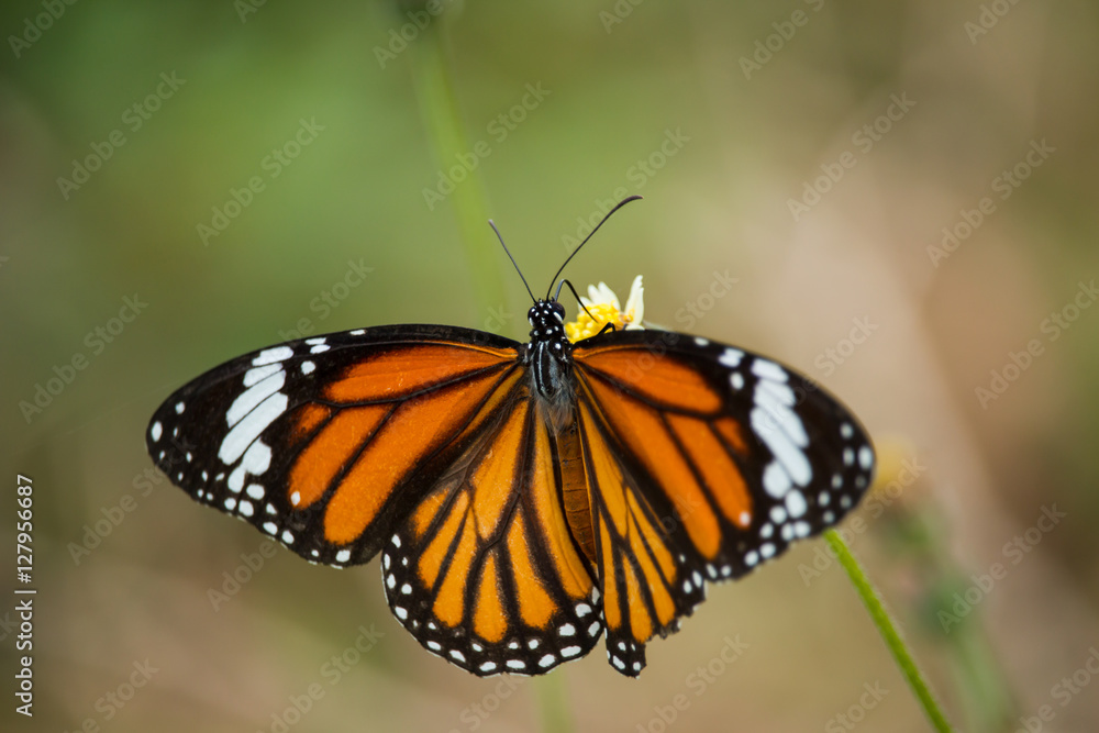 Tiger butterfly drinks nectar from flowers Tiger butterfly drinks nectar from flowers