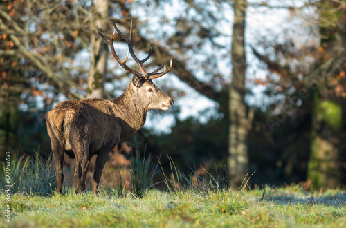 majestic red deer stag in the winter morning sun