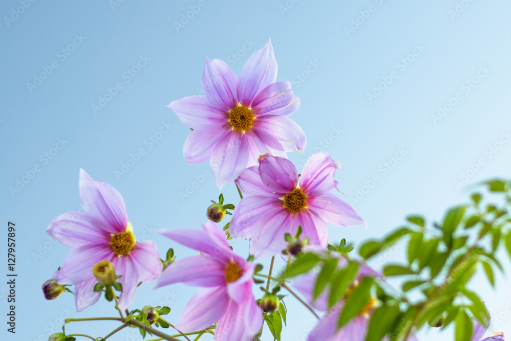Fully Bloomed Pink Dahlia Imperialis at Garden in November