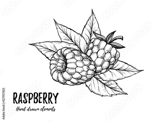 Hand drawn vector illustration. Sweet raspberry. Isolated on whi