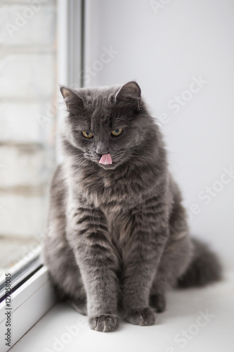 Wallpaper Mural Grey cat sitting near window

 Torontodigital.ca