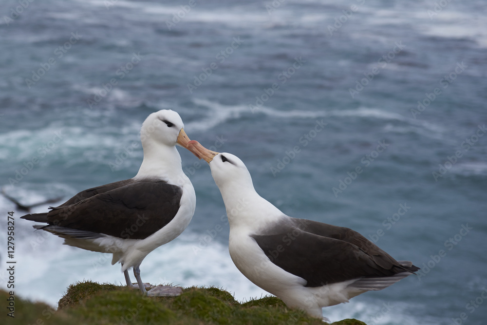 Pair of Black-browed Albatross (Thalassarche melanophrys) courting on the cliffs of Saunders Island in the Falkland Islands. Pair of Black-browed Albatross (Thalassarche melanophrys) courting on the cliffs of Saunders Island in the Falkland Islands.