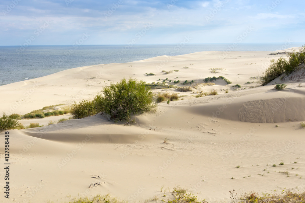Sand dunes of the russian part Curonian Spit in autumn. It is a 98 km long curved sand-dune spit that separates the Curonian Lagoon from the Baltic Sea coast. It is a UNESCO World Heritage Site.