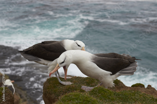 Pair of Black-browed Albatross  Thalassarche melanophrys  courting on the cliffs of Saunders Island in the Falkland Islands.