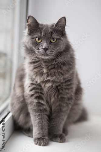 Fototapeta Naklejka Na Ścianę i Meble -  Grey cat sitting near window

