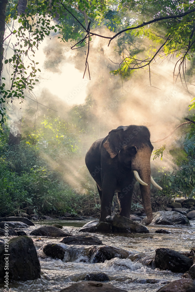 Naklejka premium Wild elephant in the river.Image contains grain and noise due to the high ISO
