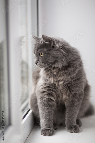 Grey cat sitting near window