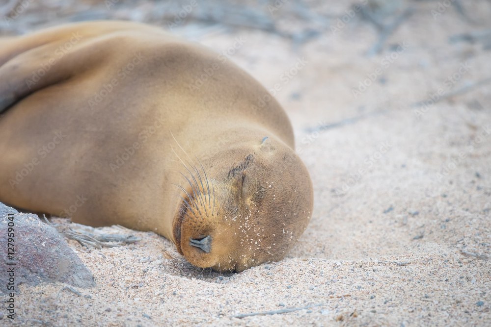 Fototapeta premium Baby sea lion sleeping, Galapagos Islands, Ecuador
