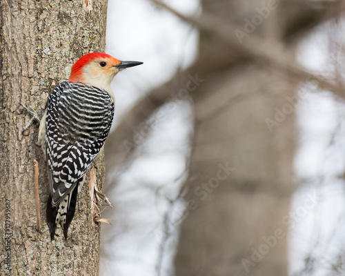 Red-bellied Woodpecker Perched