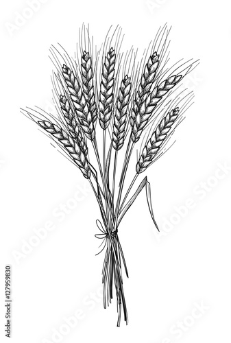  Hand drawn vector illustration - Wheat. Tribal design elements.