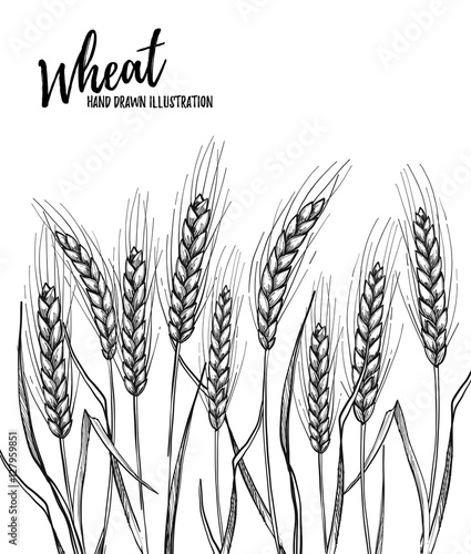 Hand drawn vector illustration - Wheat. Tribal design elements.