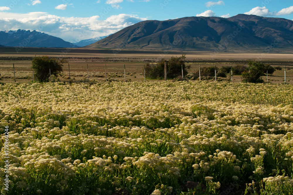 Argentina, 21/11/2010: un bellissimo campo di fiori gialli nel paesaggio della Patagonia nella campagna di El Calafate, la città sul confine meridionale del lago Argentino