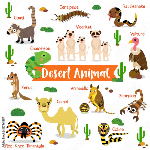 Desert Animal cartoon on white background with animal name. Camel.Cobra.Scorpion. Armadillo. Red Knee Tarantula. Chameleon. Meerkat. Vulture. Rattlesnake. Centipede. Xerus. Coati. Vector illustration.