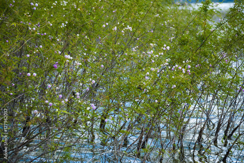 Tableau sur toile Beautiful Abstract Grass flowers on Riverside