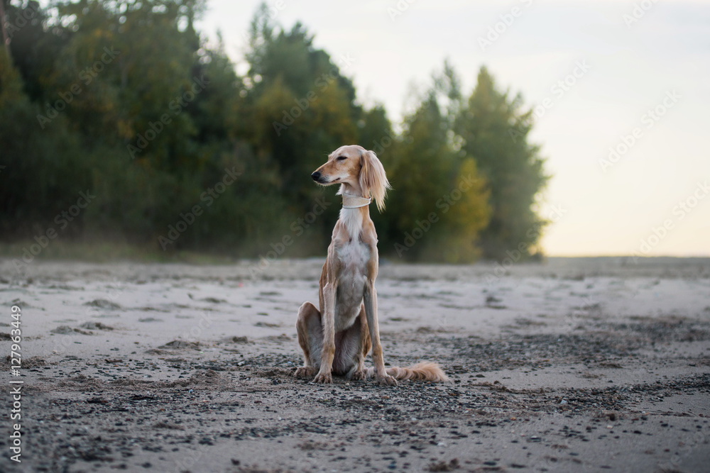 Young saluki (persian greyhound) playing be the sea Young saluki (persian greyhound) playing be the sea