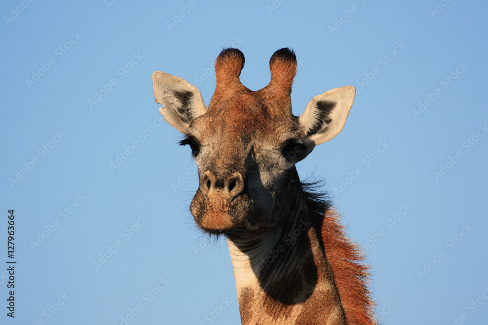 Giraffe in the savanna of South Africa during   Safari.