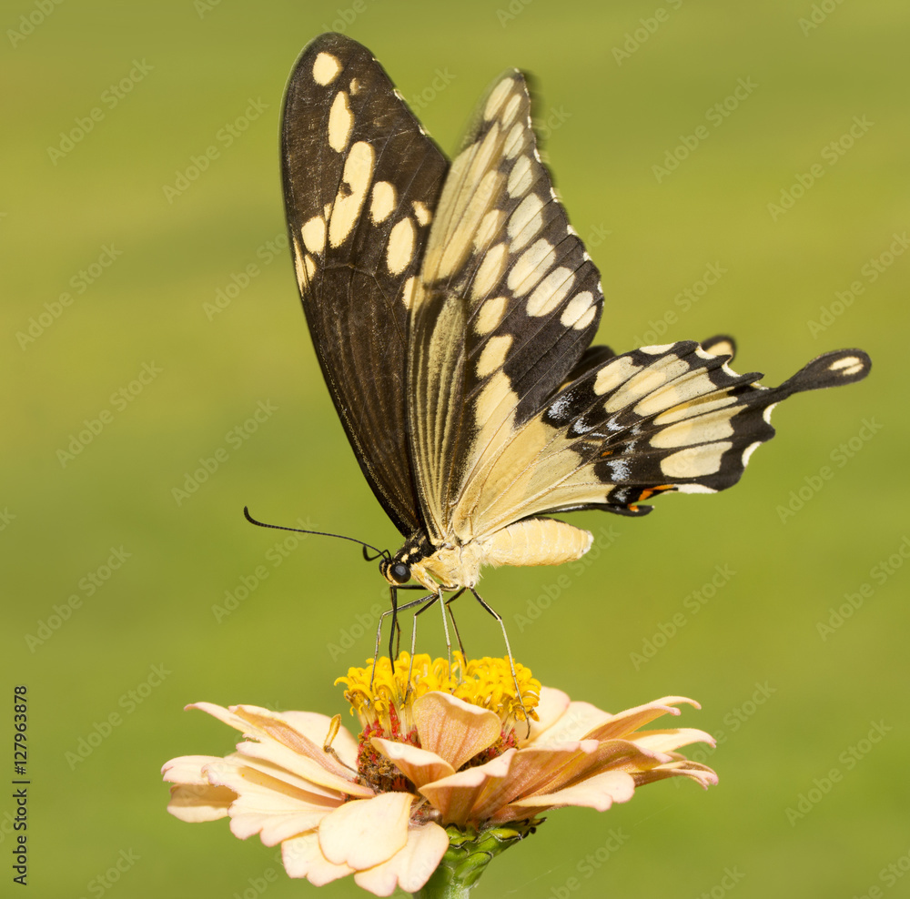 Fototapeta premium Giant Swallowtail butterfly feeding on a light orange Zinnia with green background