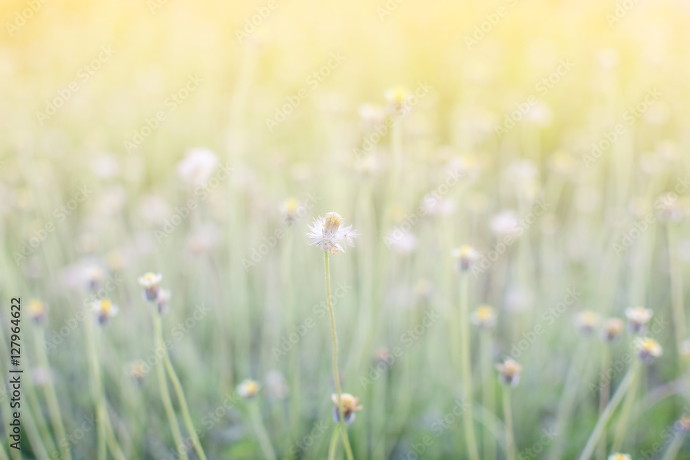 De-focus grass flower on the meadow at sunlight nature background spring
