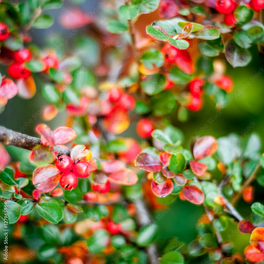 Red berries on branches Red berries on branches