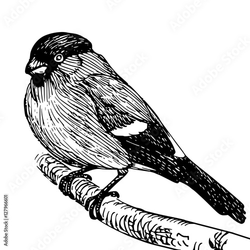 beautiful realistic sketch of a bullfinch on a branch