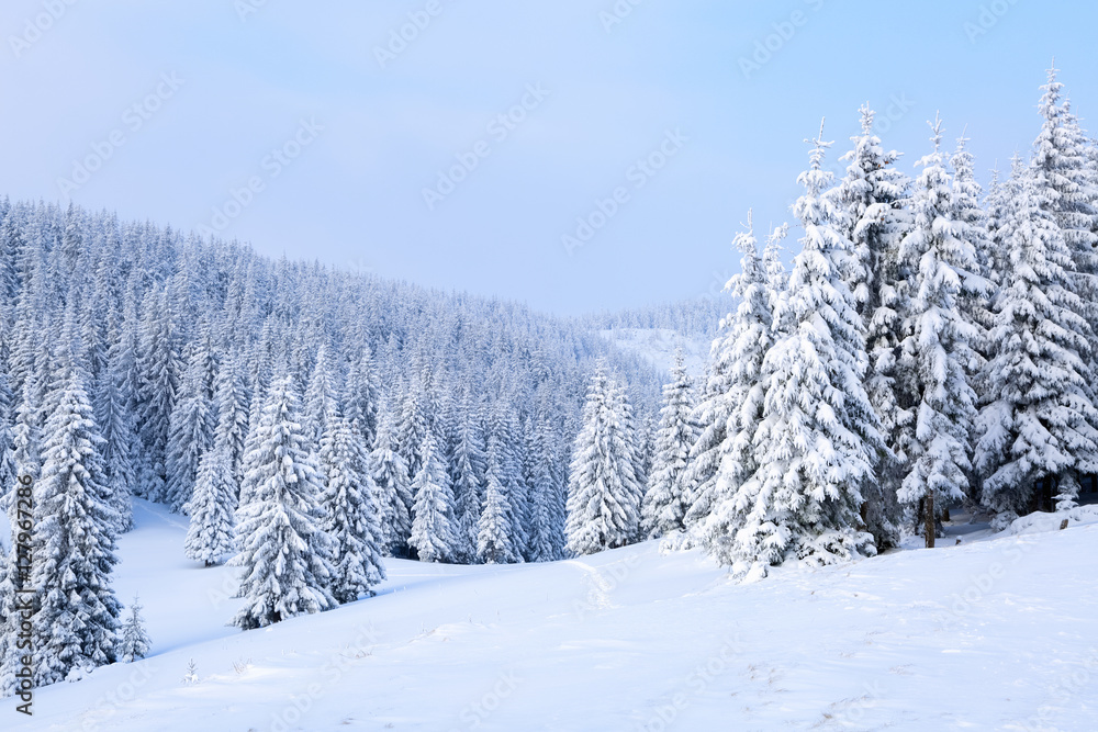 The trees under snow are on the lawn. The trees under snow are on the lawn.