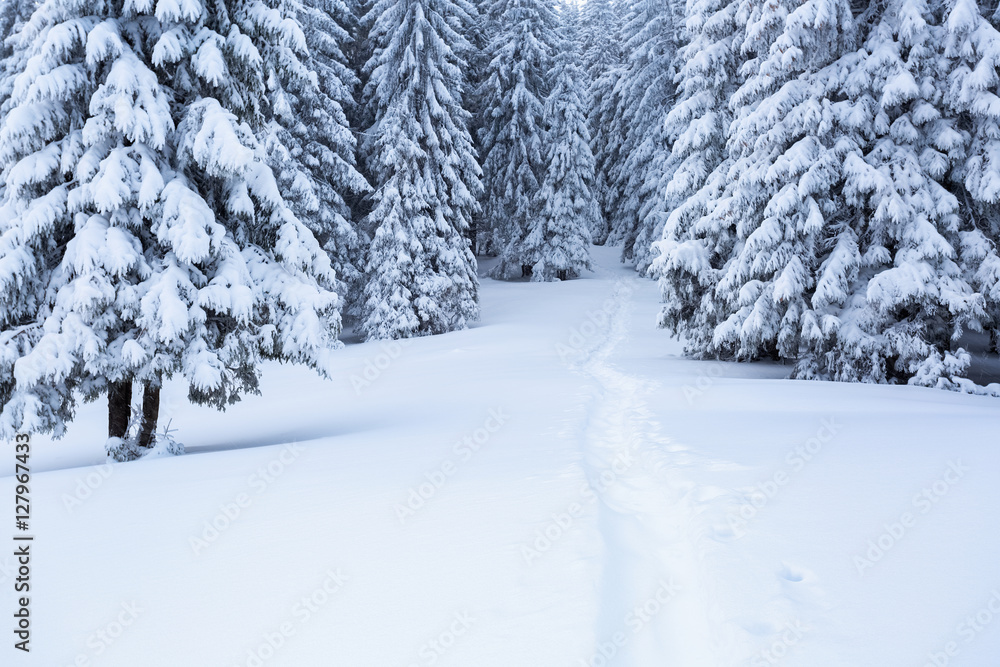 The path leads to the snowy forest.