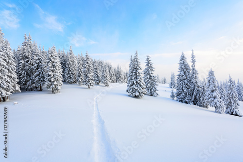 The path leads to the snowy forest.