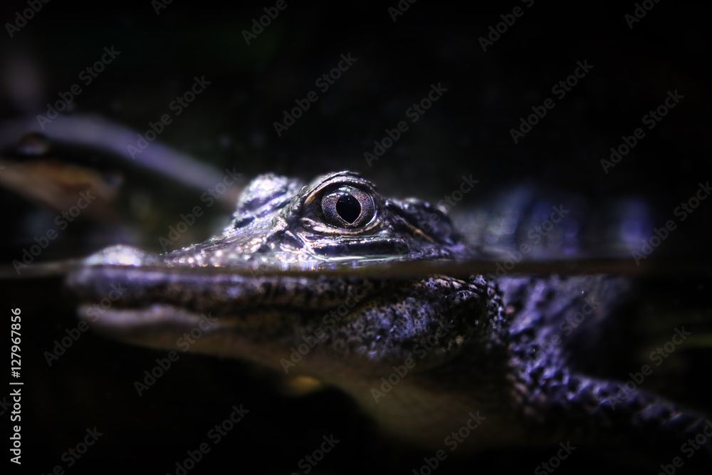 Fototapeta premium Baby Alligator