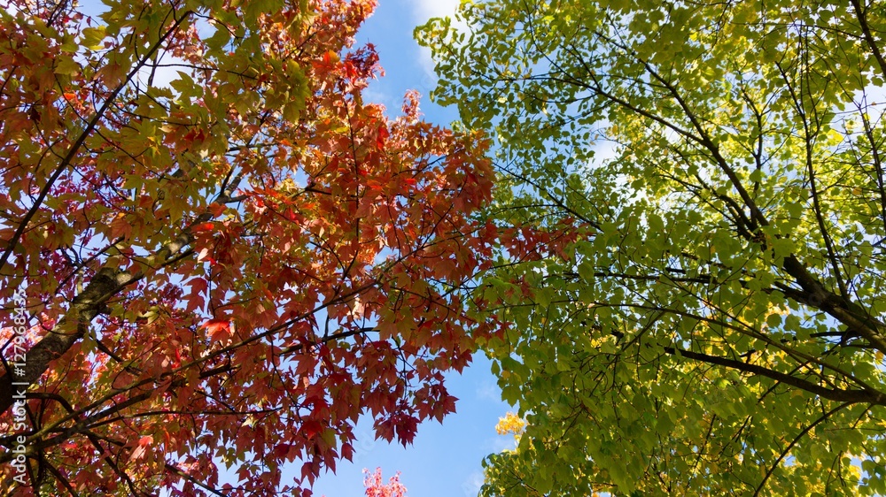 Changing Leaves Changing Leaves