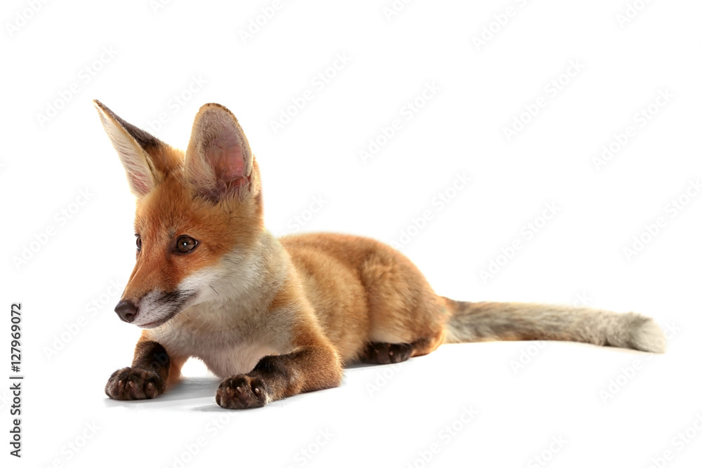 Fototapeta premium Beautiful fox cub lying isolated on white